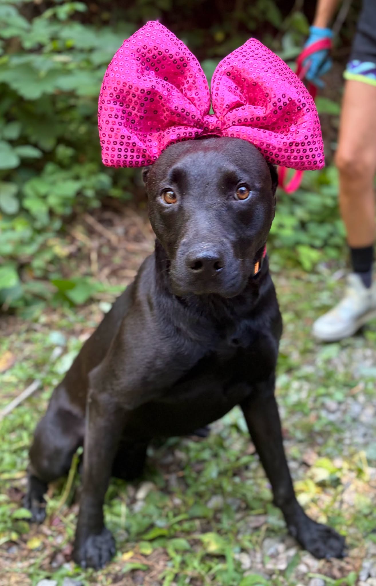 Blackie