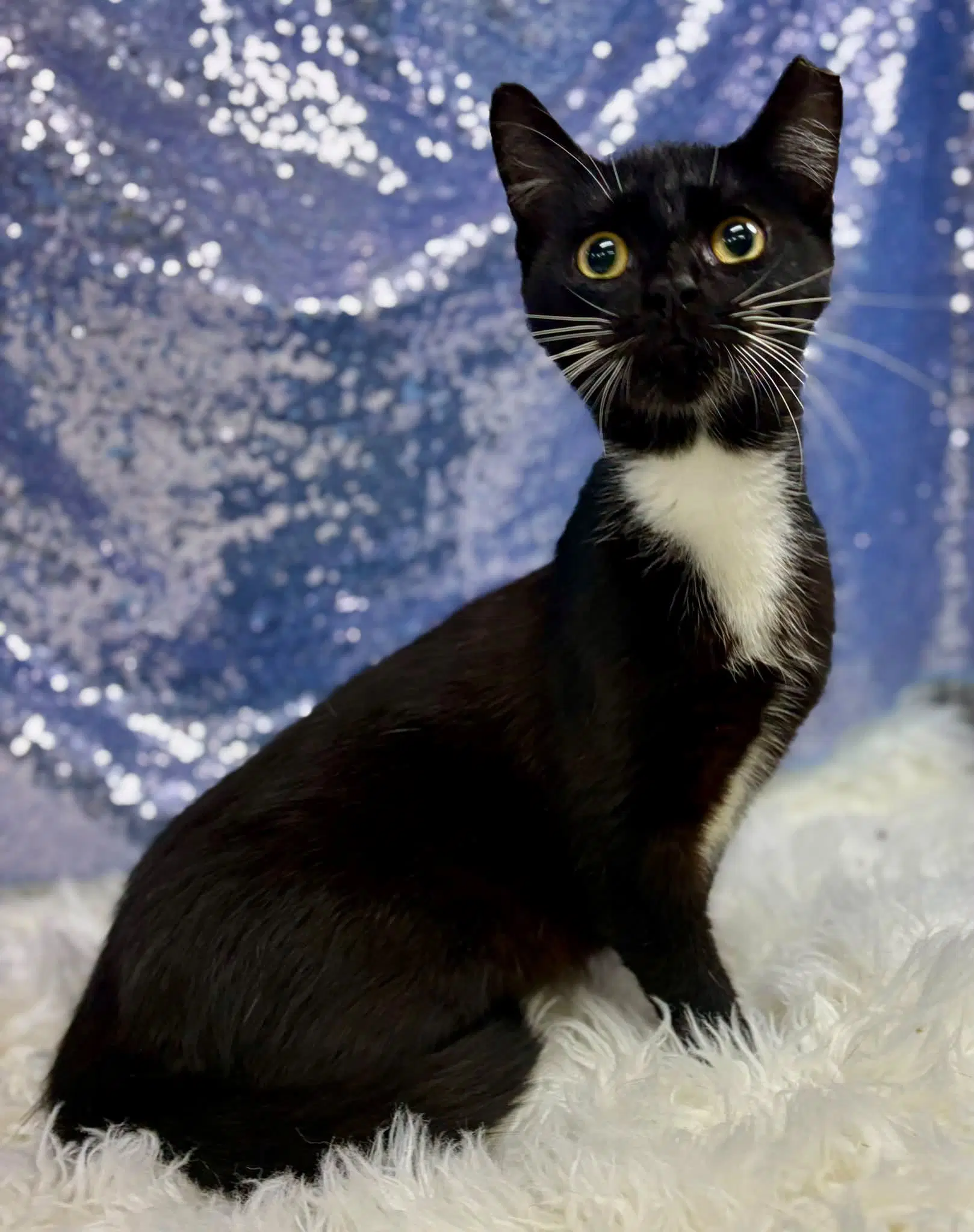 Racer - Domestic Short Hair