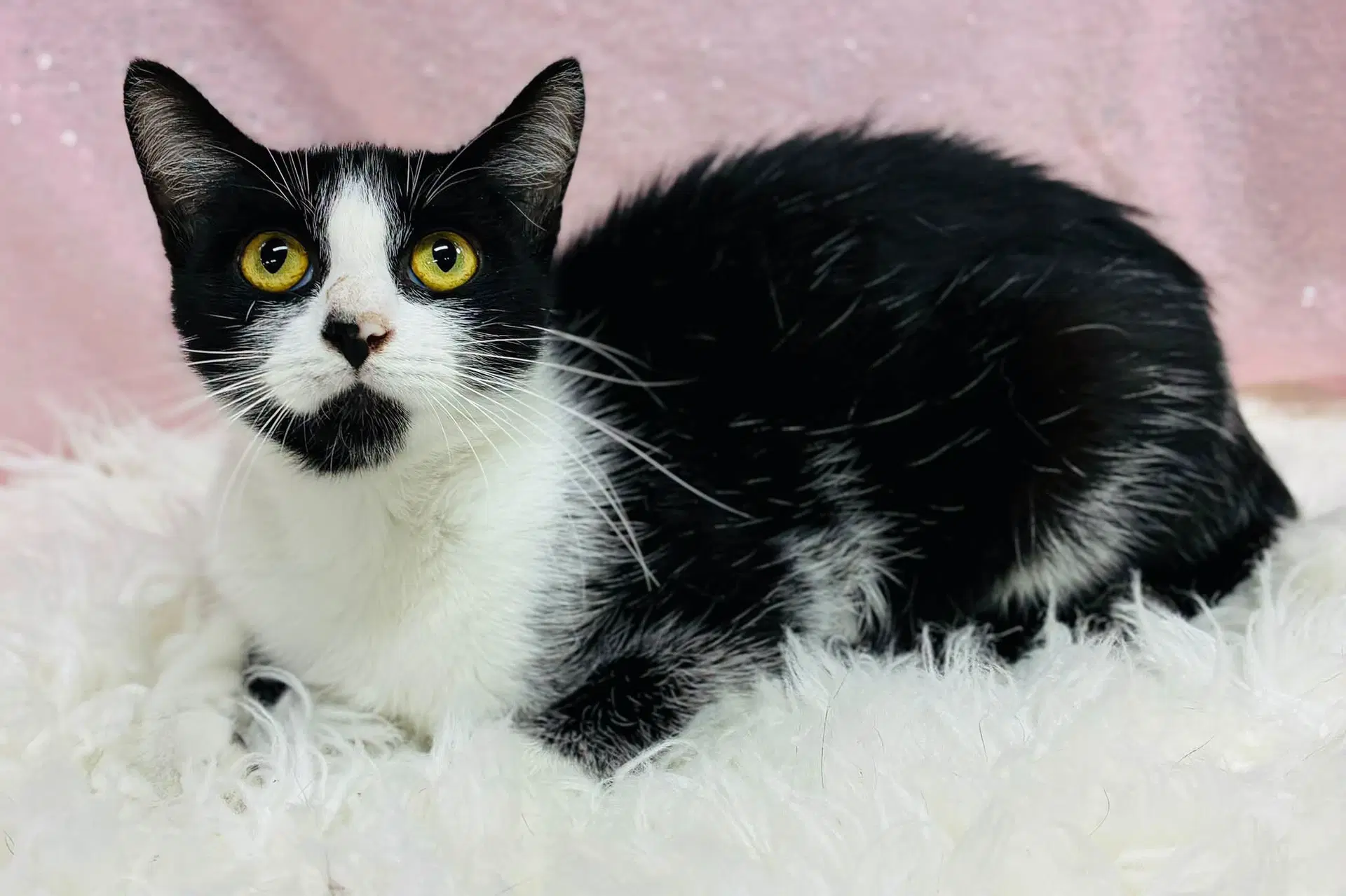Ribbon - Domestic Short Hair