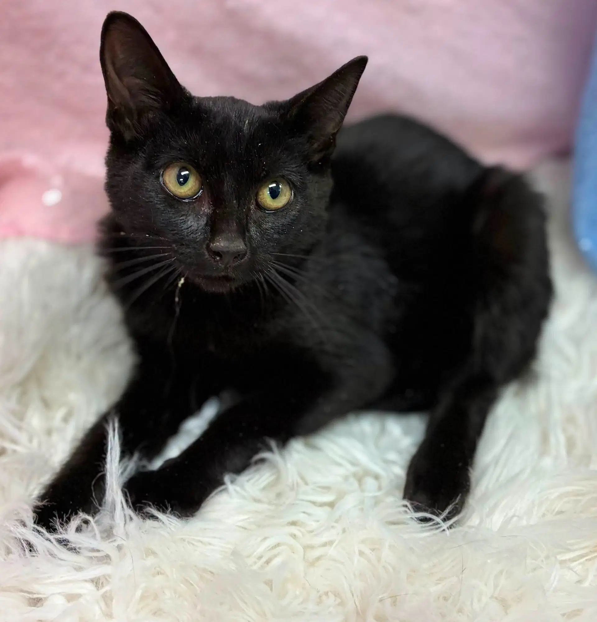 Sorry - Domestic Short Hair