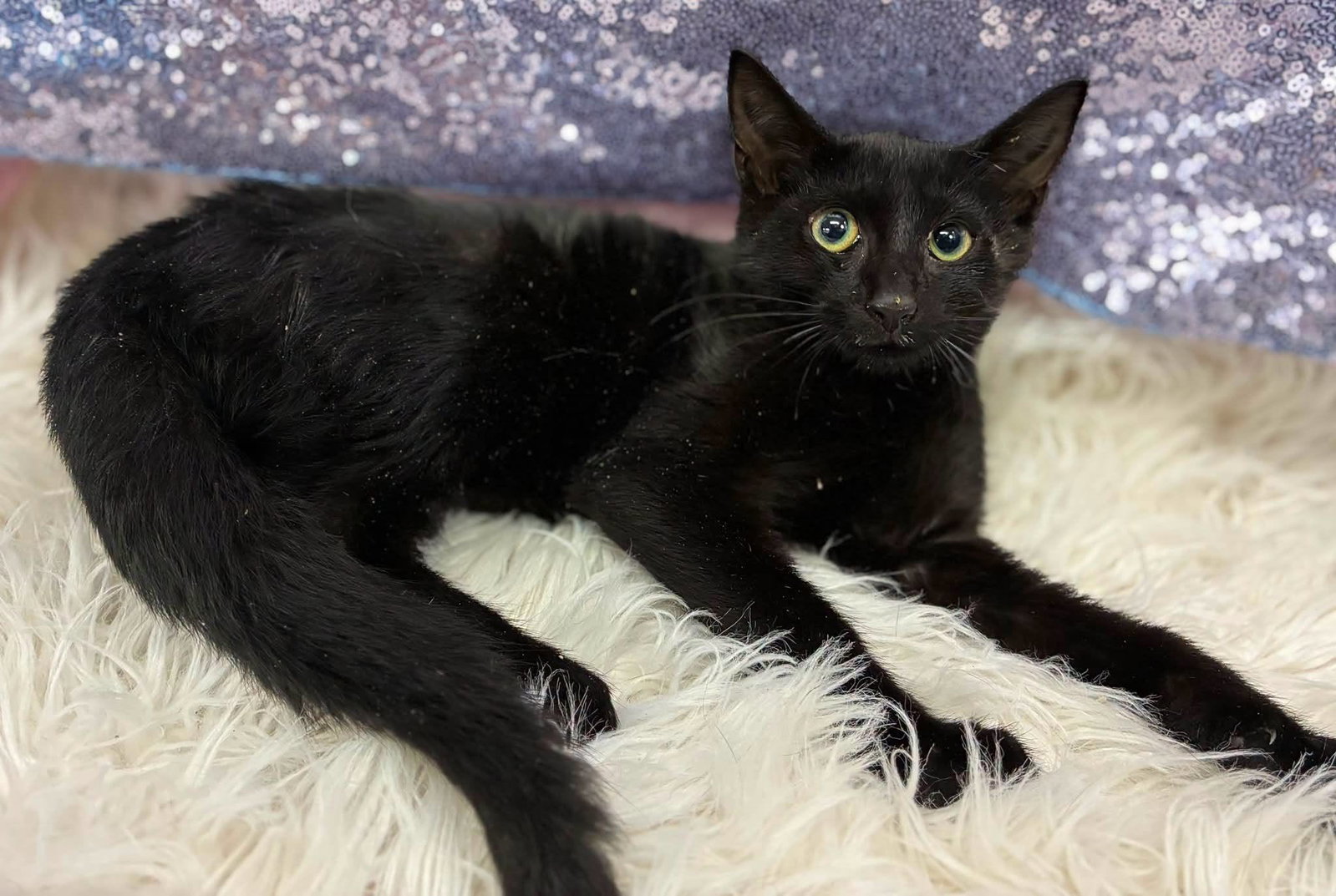 Risk, Domestic Short Hair