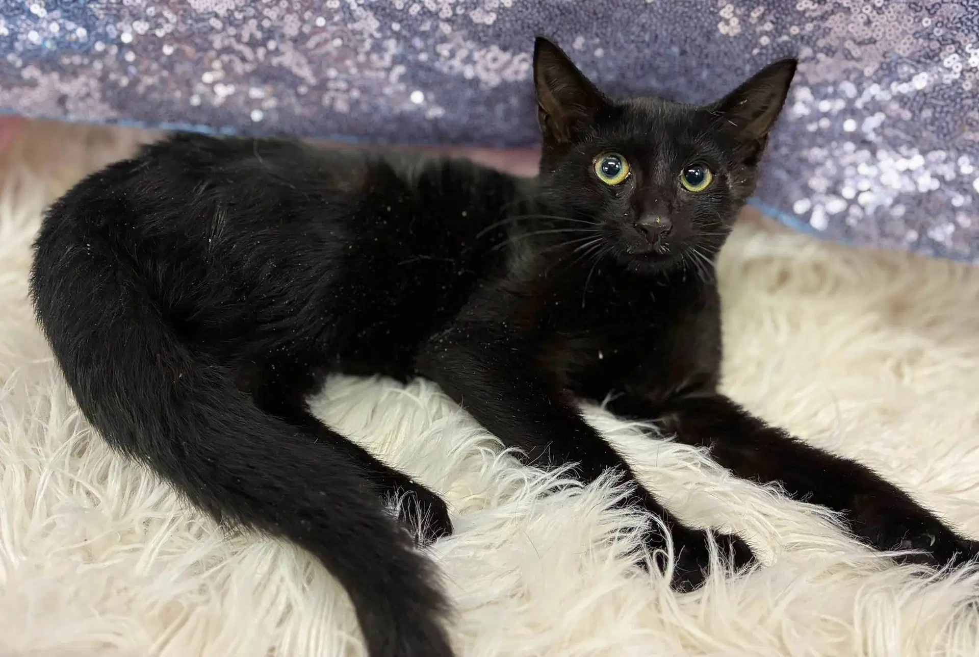 Risk - Domestic Short Hair