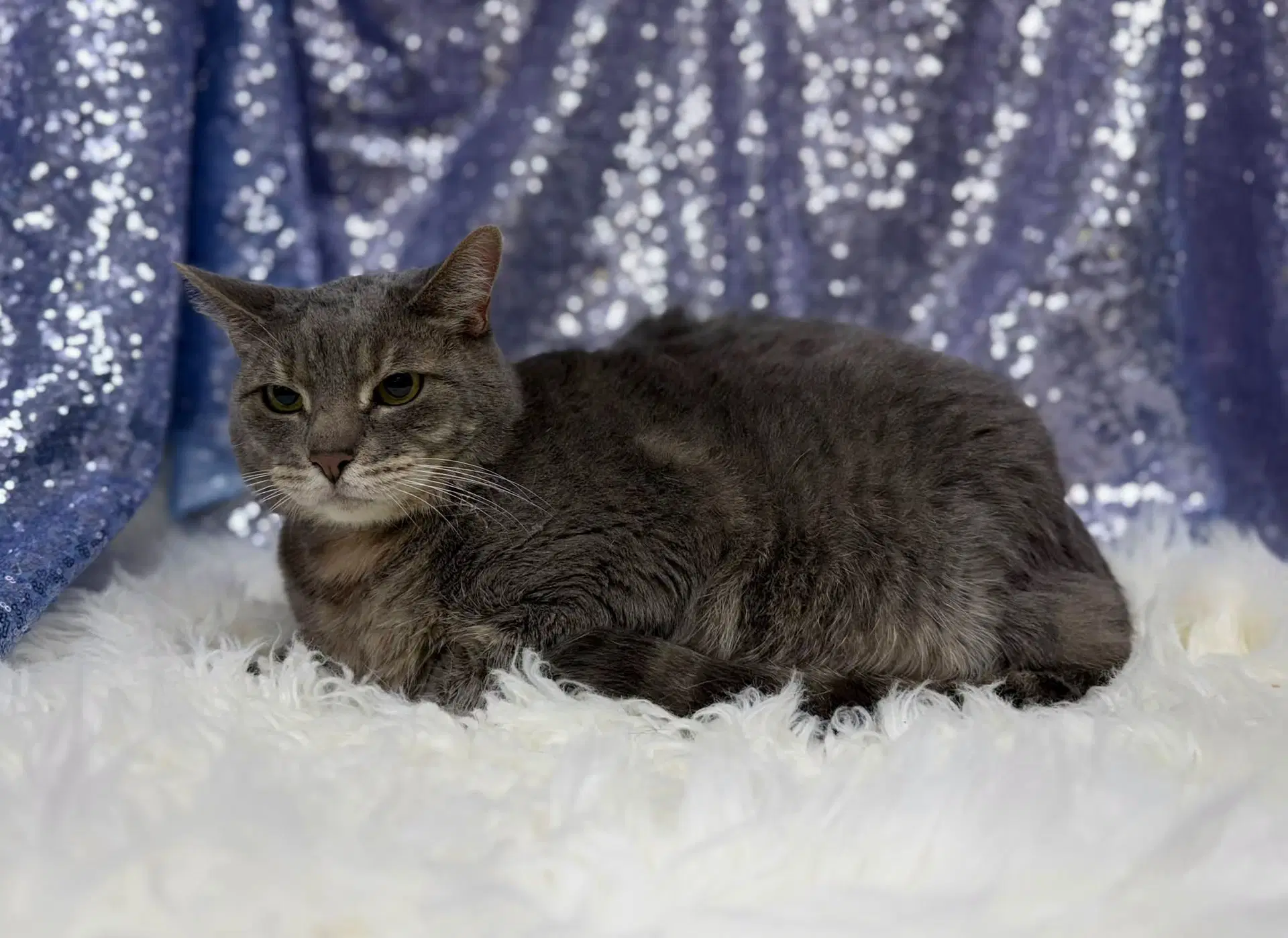 Boots - Domestic Short Hair
