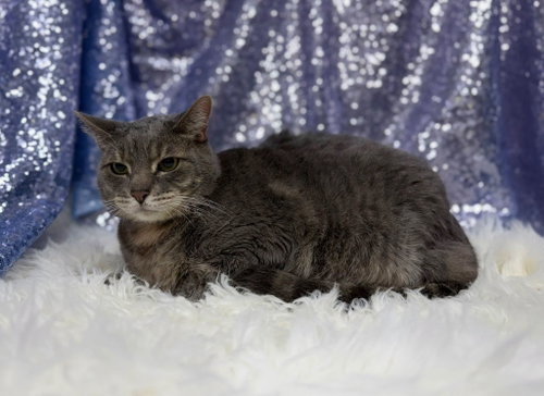Boots, a cat for adoption from Habersham County Animal Care and Control