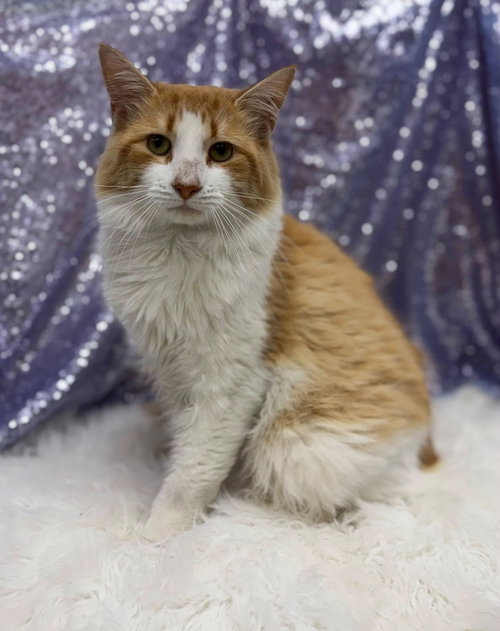 Gusto, a cat for adoption from Habersham County Animal Care and Control