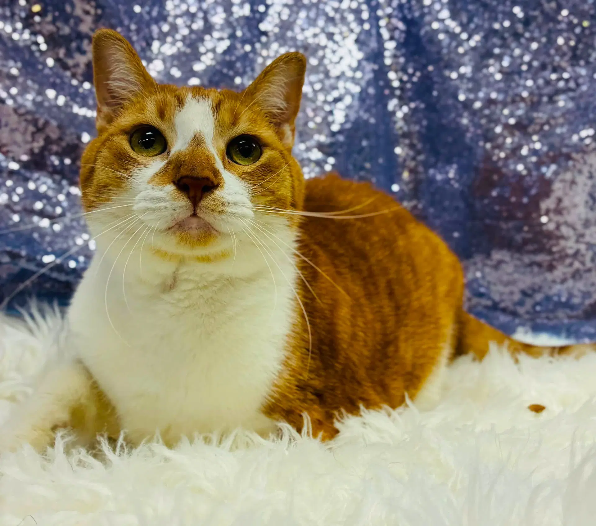 Buddy - Domestic Short Hair