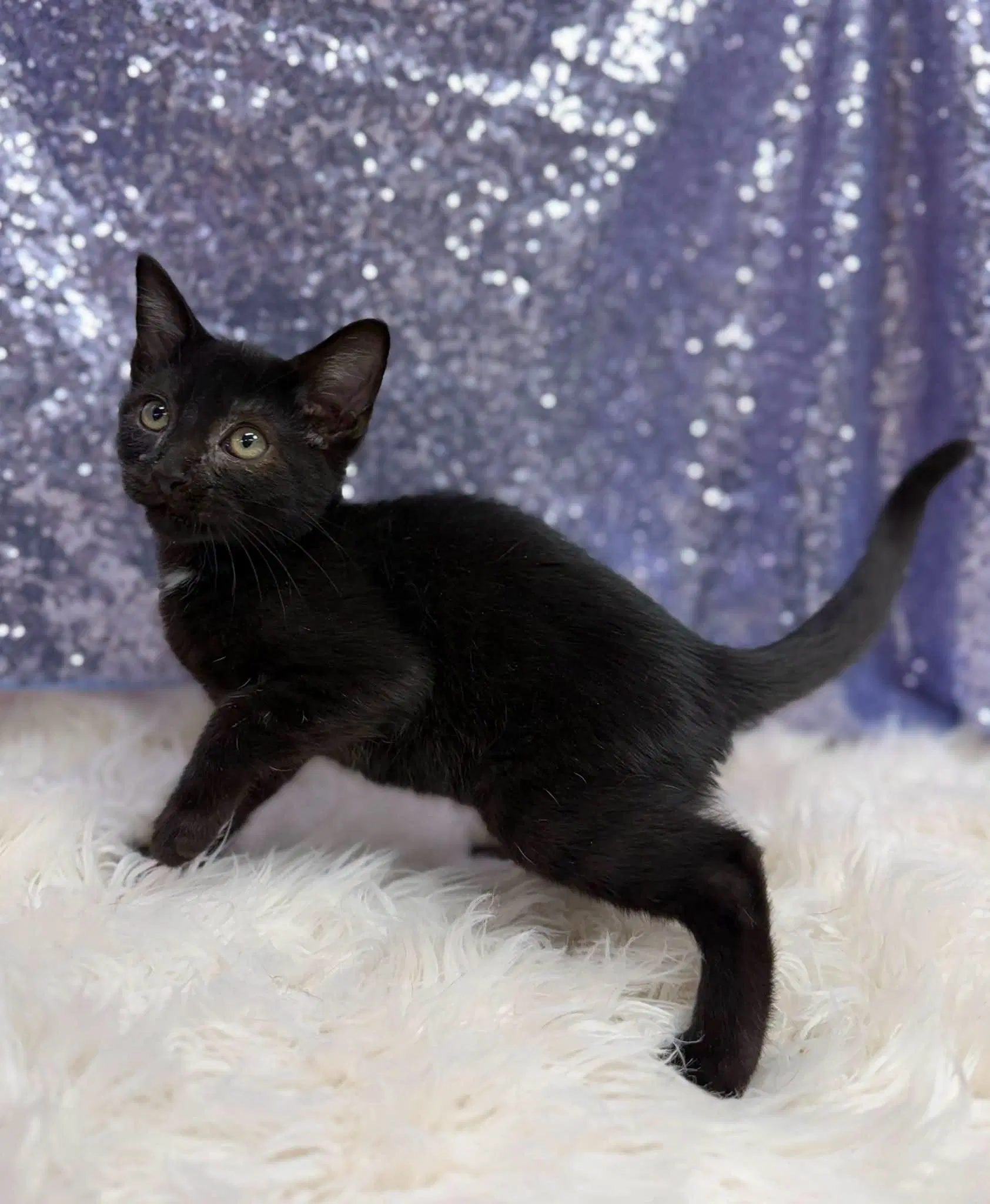 Ethan - Domestic Short Hair
