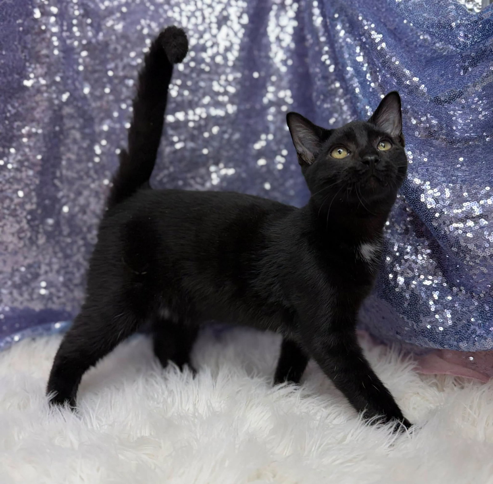 Ethan, Domestic Short Hair