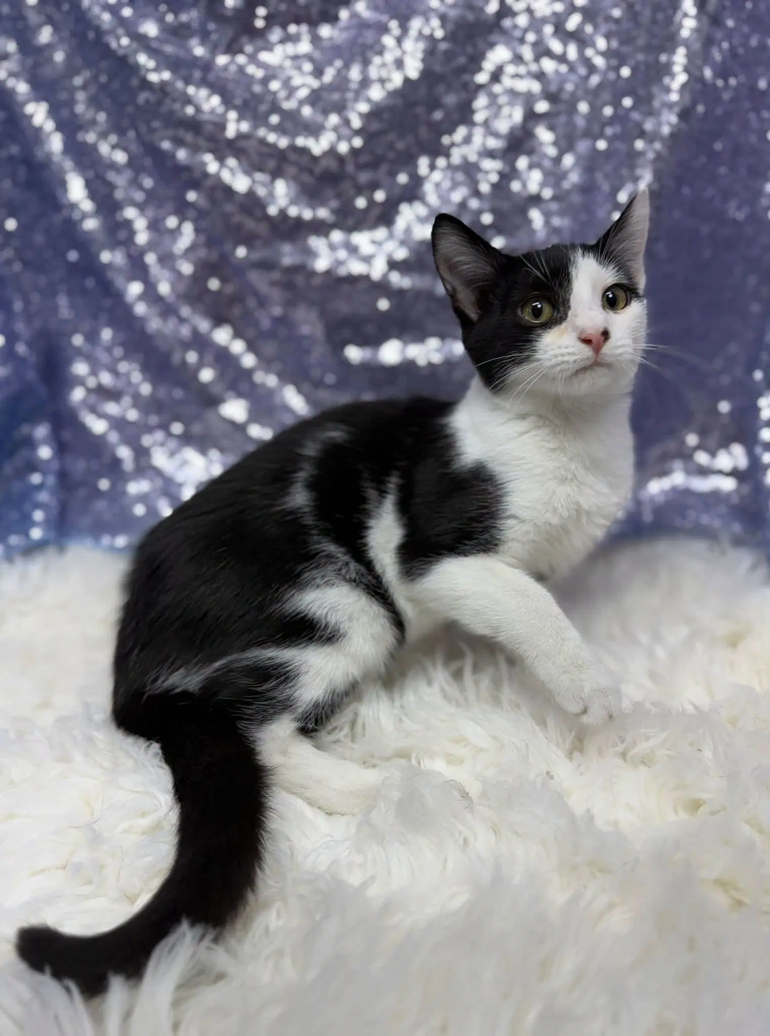 Kaci - Domestic Short Hair