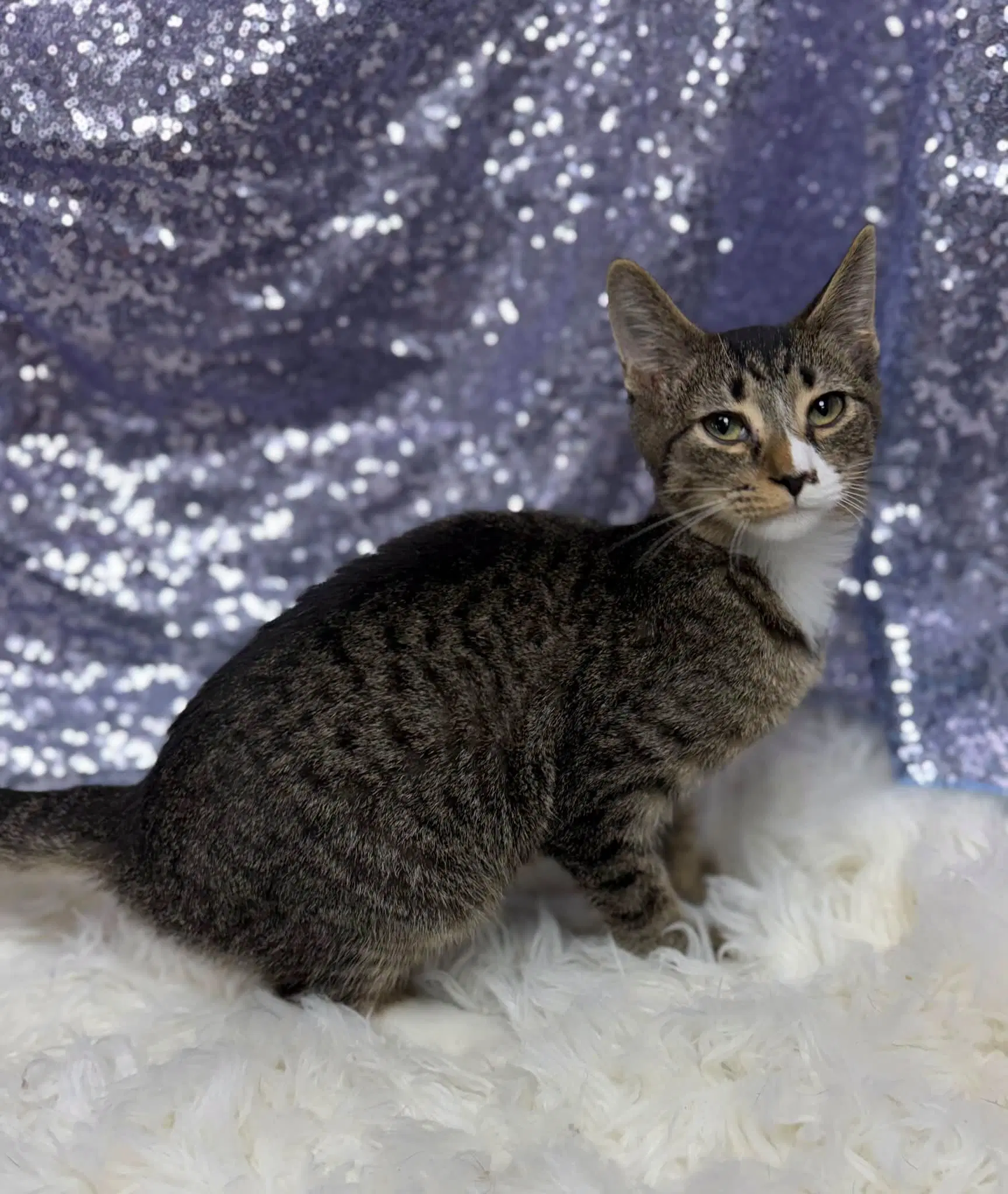 Kodi - Domestic Short Hair