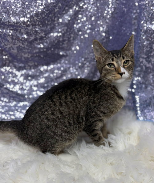 Kodi, a cat for adoption from Habersham County Animal Care and Control