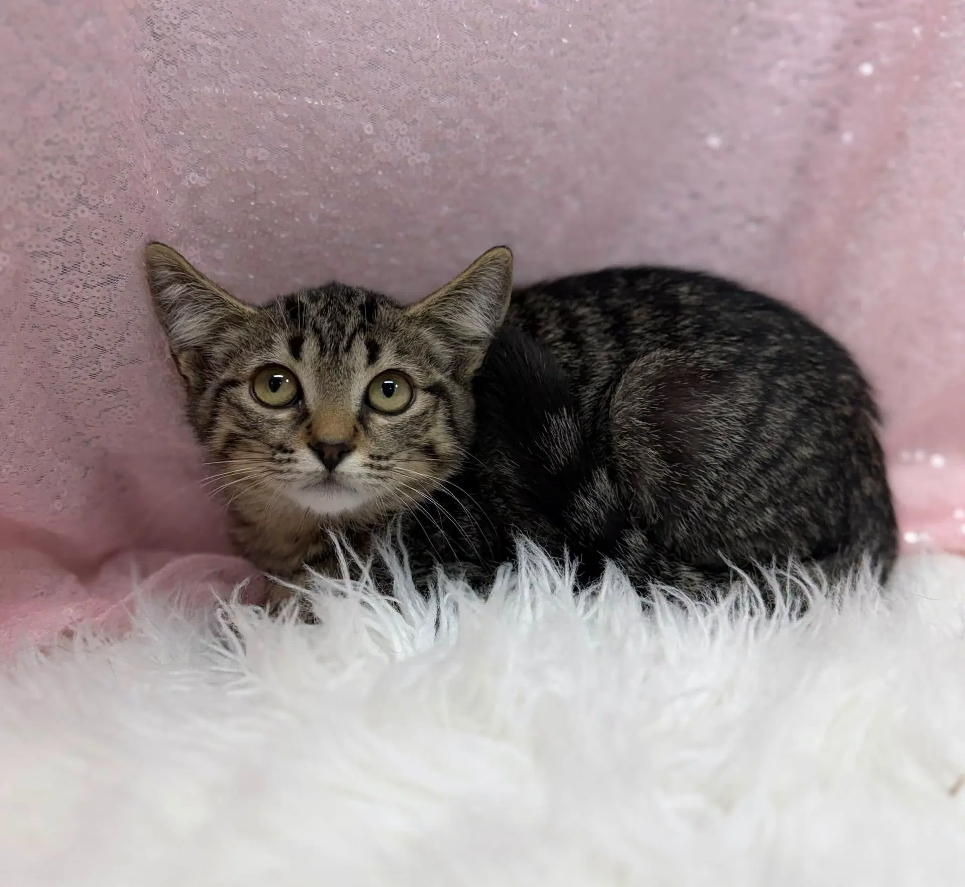Meownnaise - Domestic Short Hair