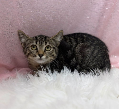 Meownnaise, a cat for adoption from Habersham County Animal Care and Control