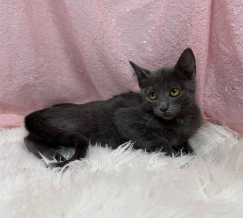 Turvy, a cat for adoption from Habersham County Animal Care and Control