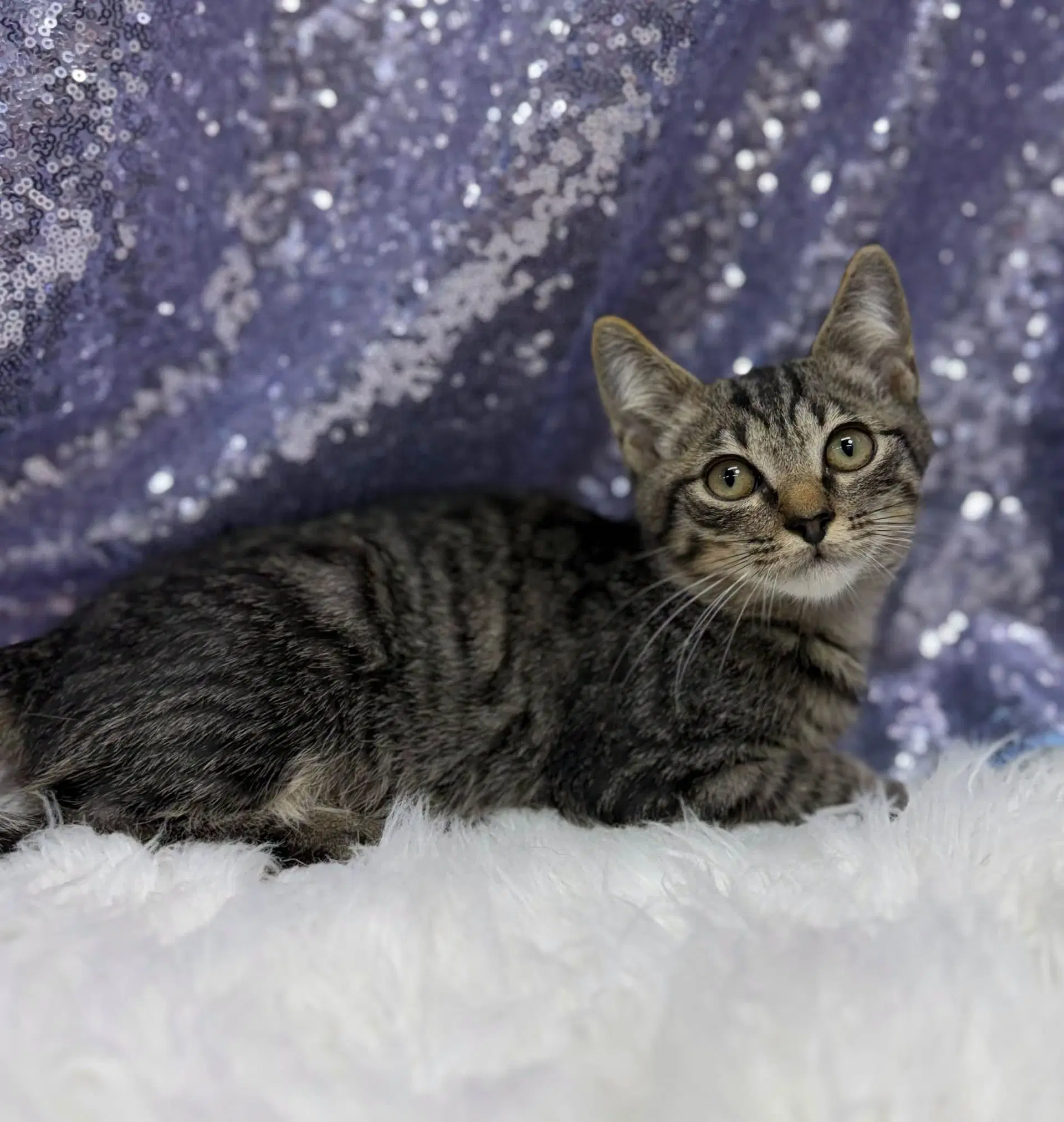 Cattywampus - Domestic Short Hair