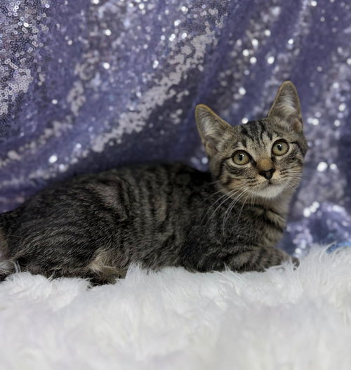 Cattywampus, a cat for adoption from Habersham County Animal Care and Control