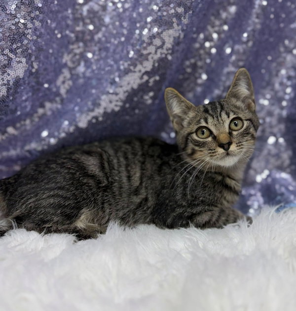 Cattywampus