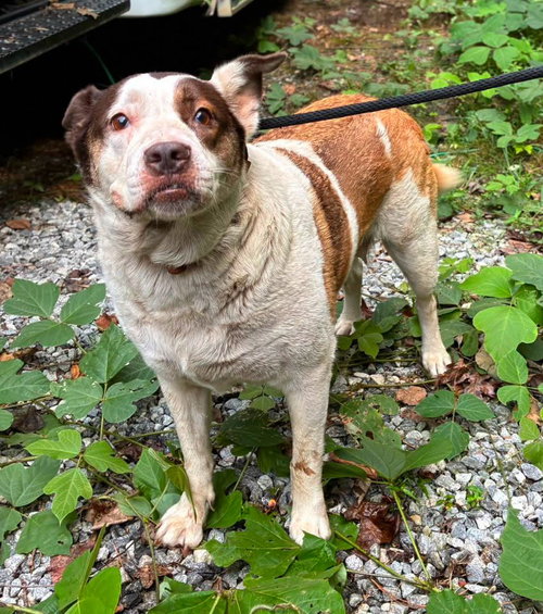 Ark, a dog for adoption from Habersham County Animal Care and Control