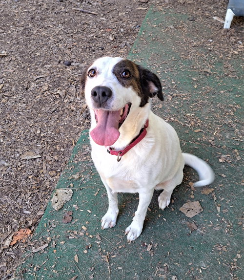 Willa, a dog for adoption from Habersham County Animal Care and Control