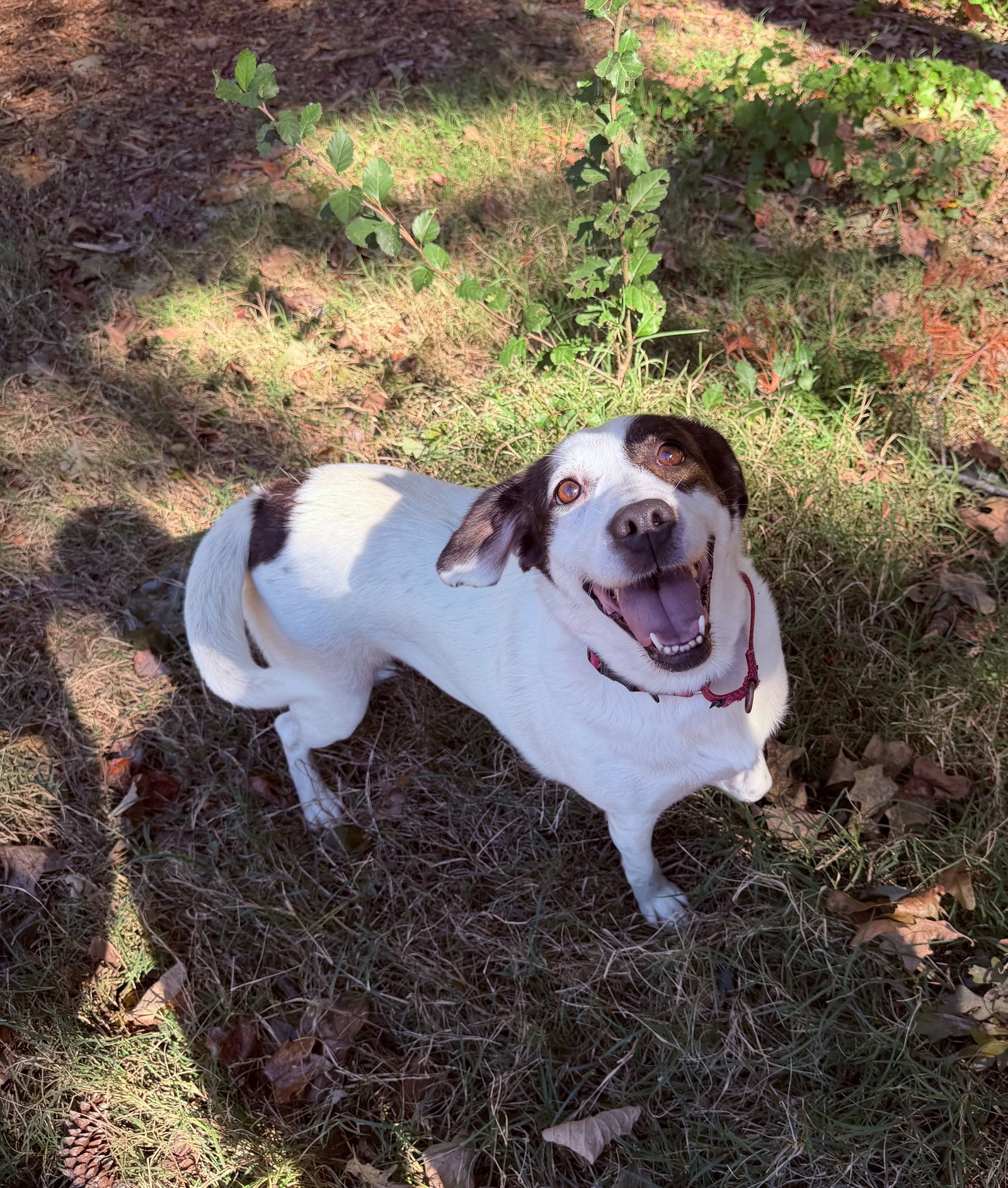 Willa, photo 3