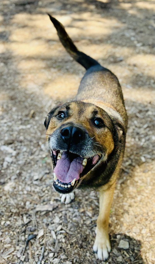 Gilbert, a dog for adoption from Habersham County Animal Care and Control