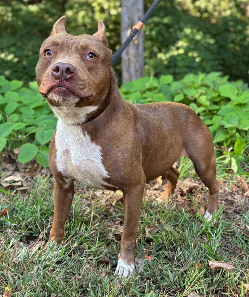 Athena, a dog for adoption from Habersham County Animal Care and Control