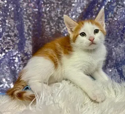Cacao - Domestic Short Hair
