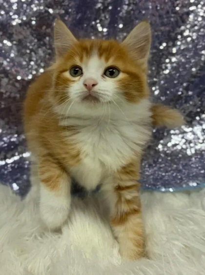 Sansi, a cat for adoption from Habersham County Animal Care and Control