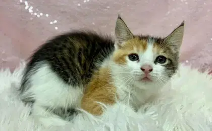 Water Lily - Domestic Short Hair