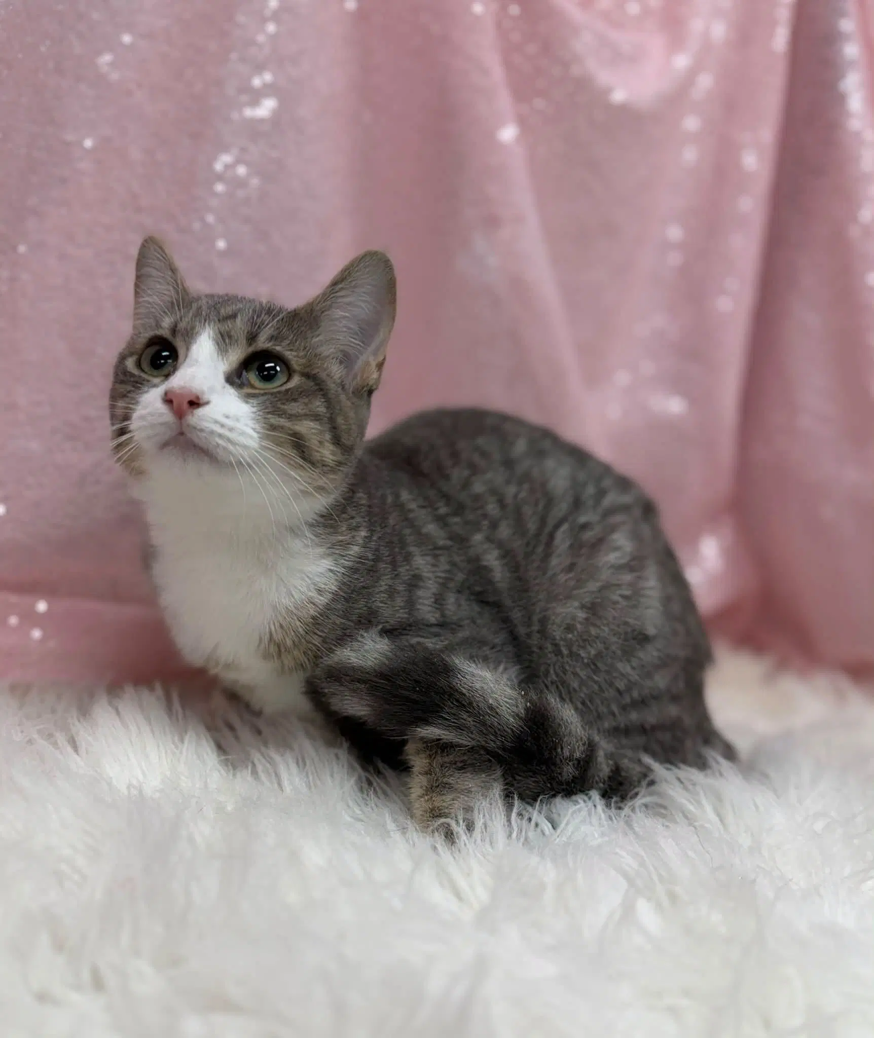 Gold Fish - Domestic Short Hair
