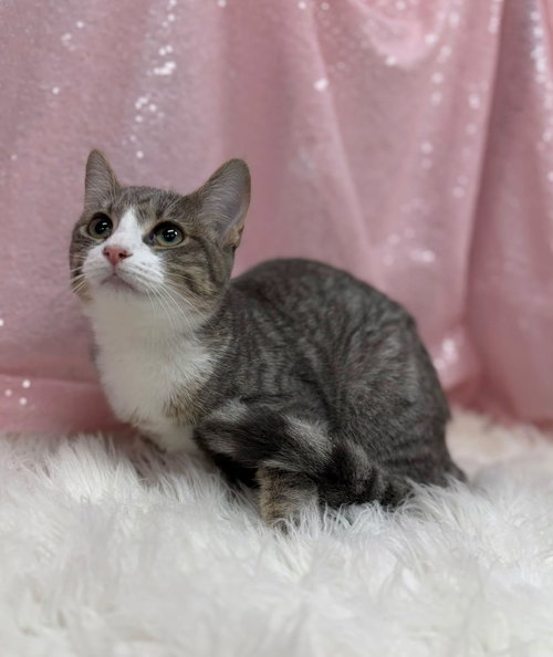 Gold Fish, a cat for adoption from Habersham County Animal Care and Control