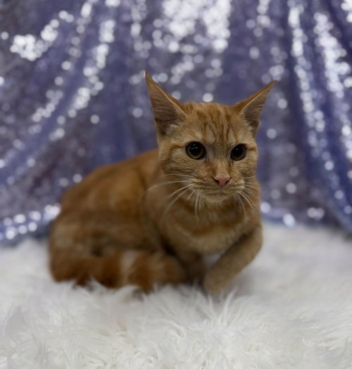 Micah, a cat for adoption from Habersham County Animal Care and Control