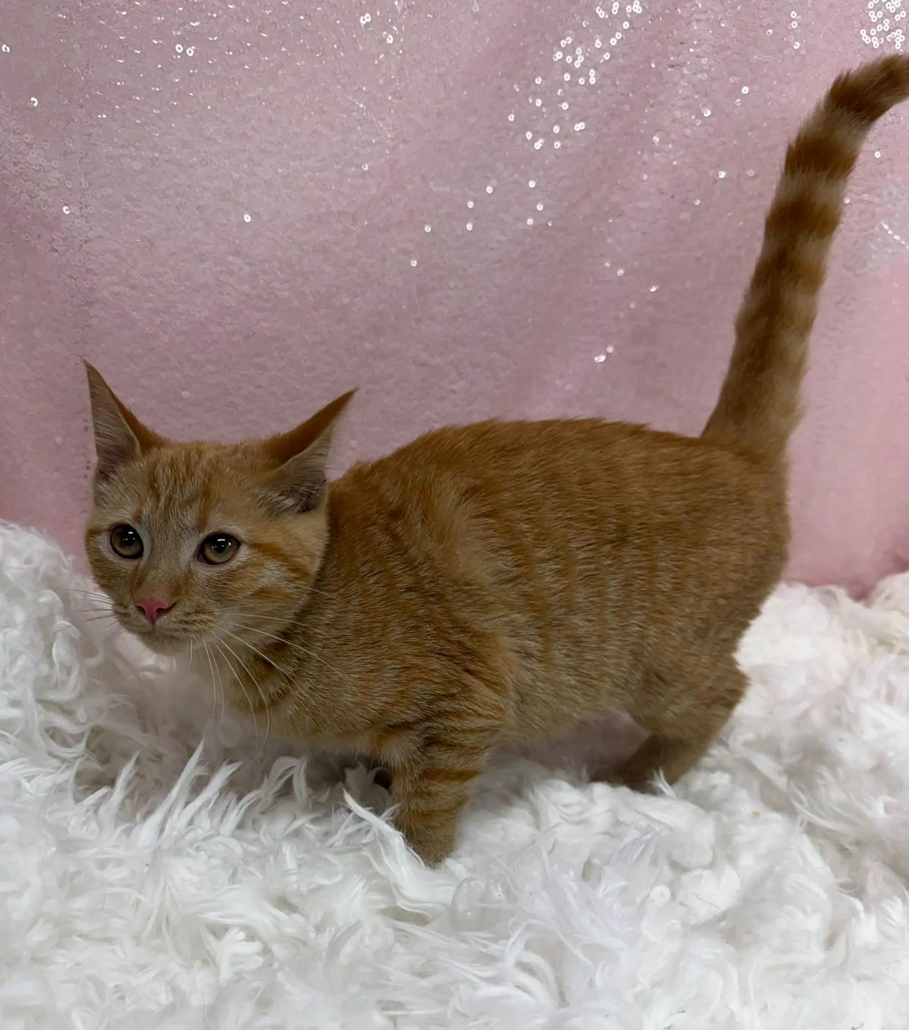Kiwano - Domestic Short Hair