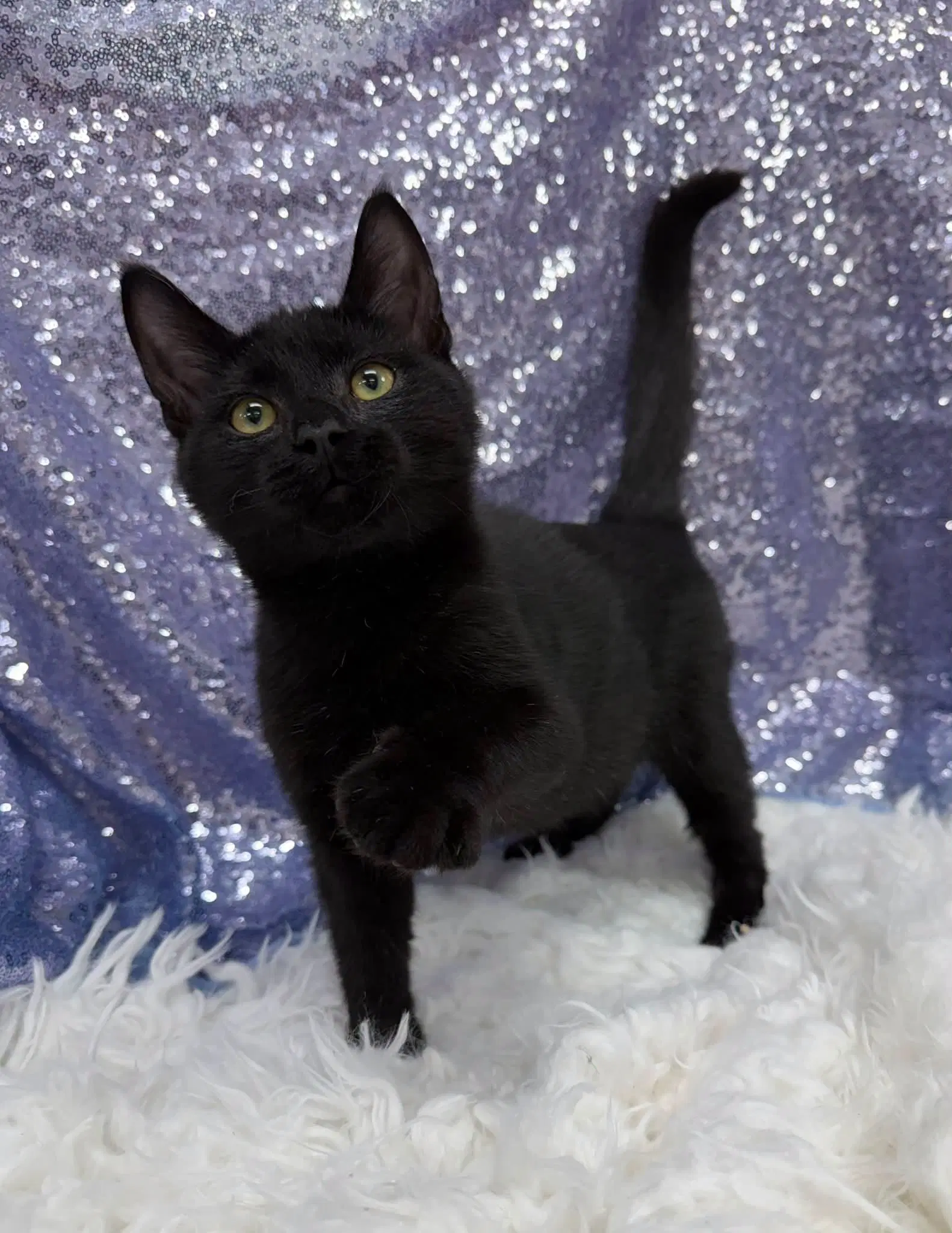 Jack Fruit - Domestic Short Hair