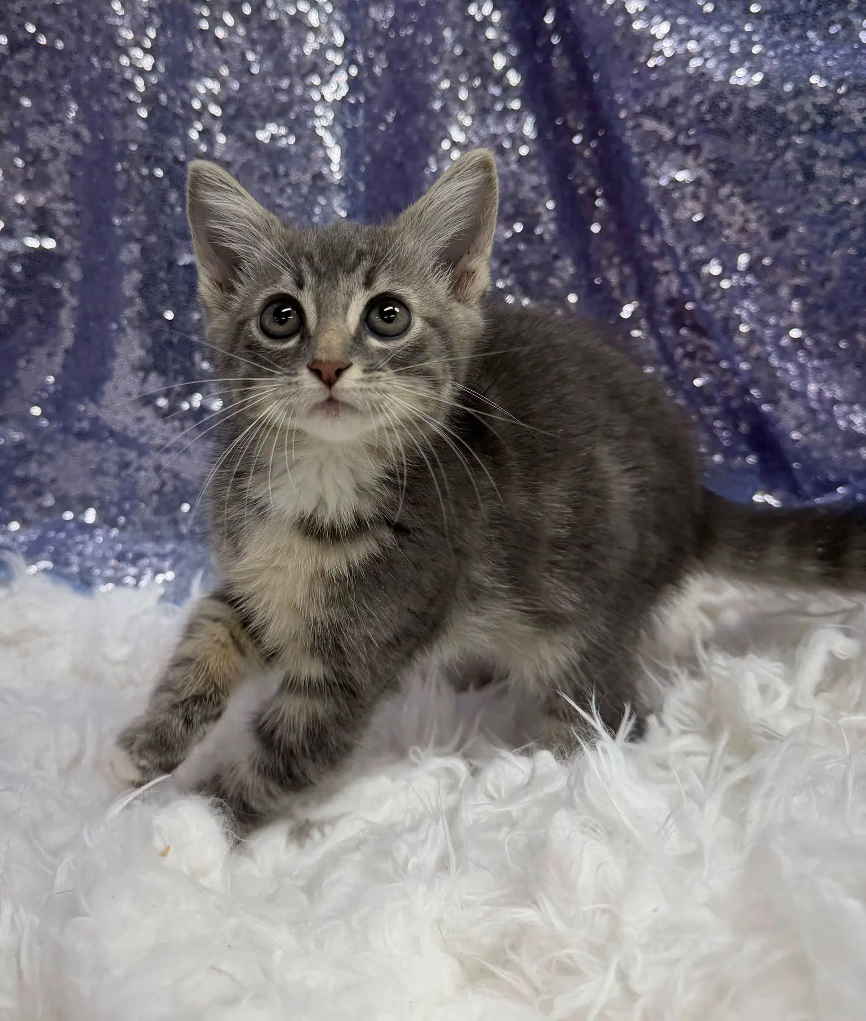 Chase - Domestic Short Hair