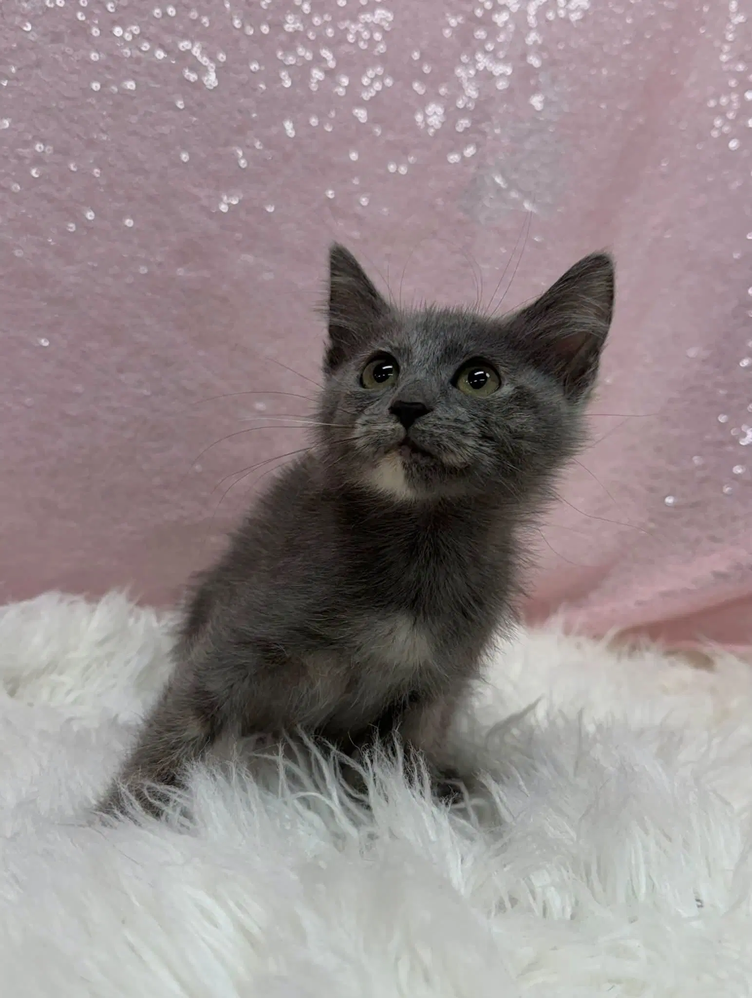 Aspen - Domestic Short Hair