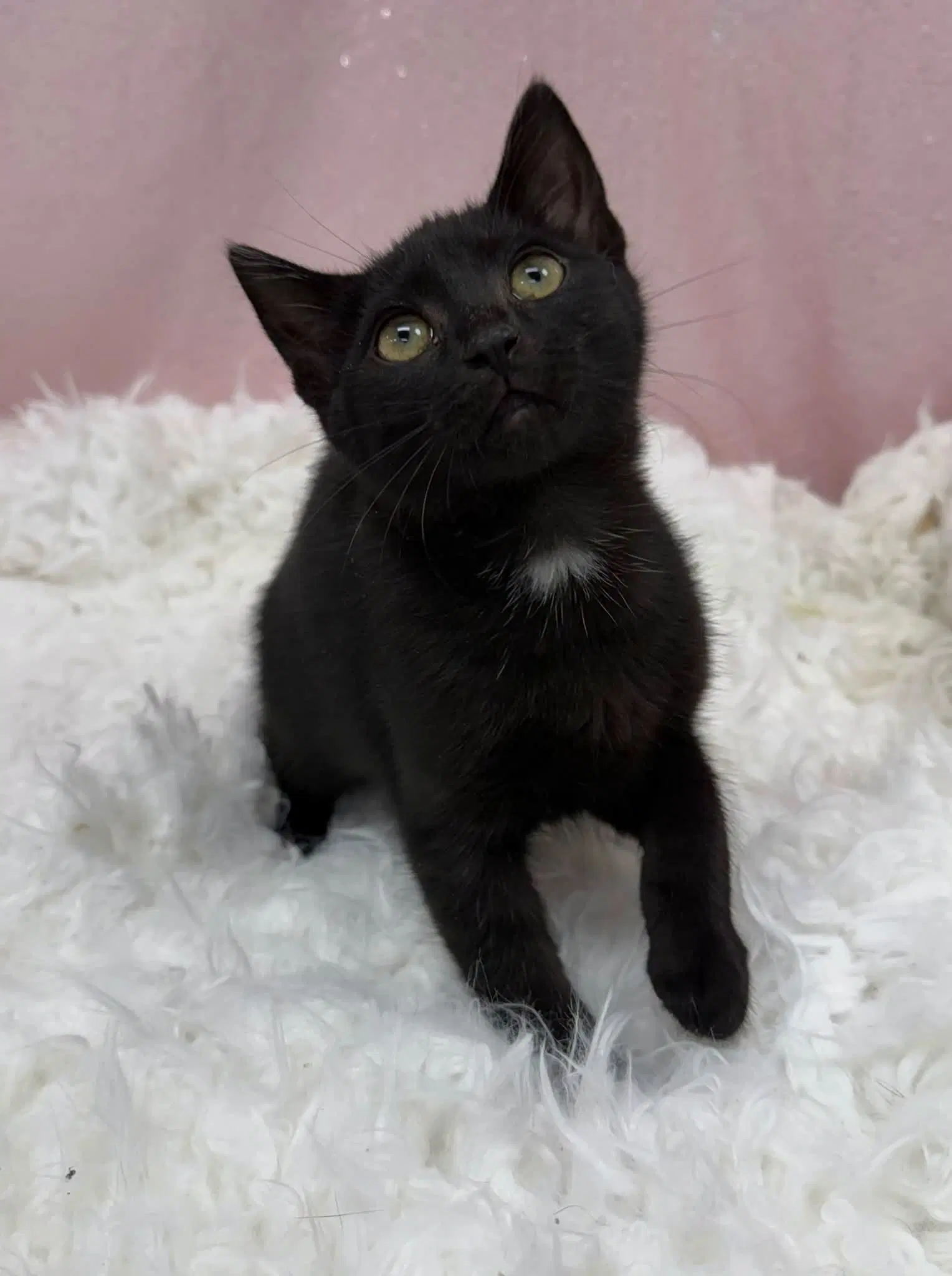 Harper - Domestic Short Hair