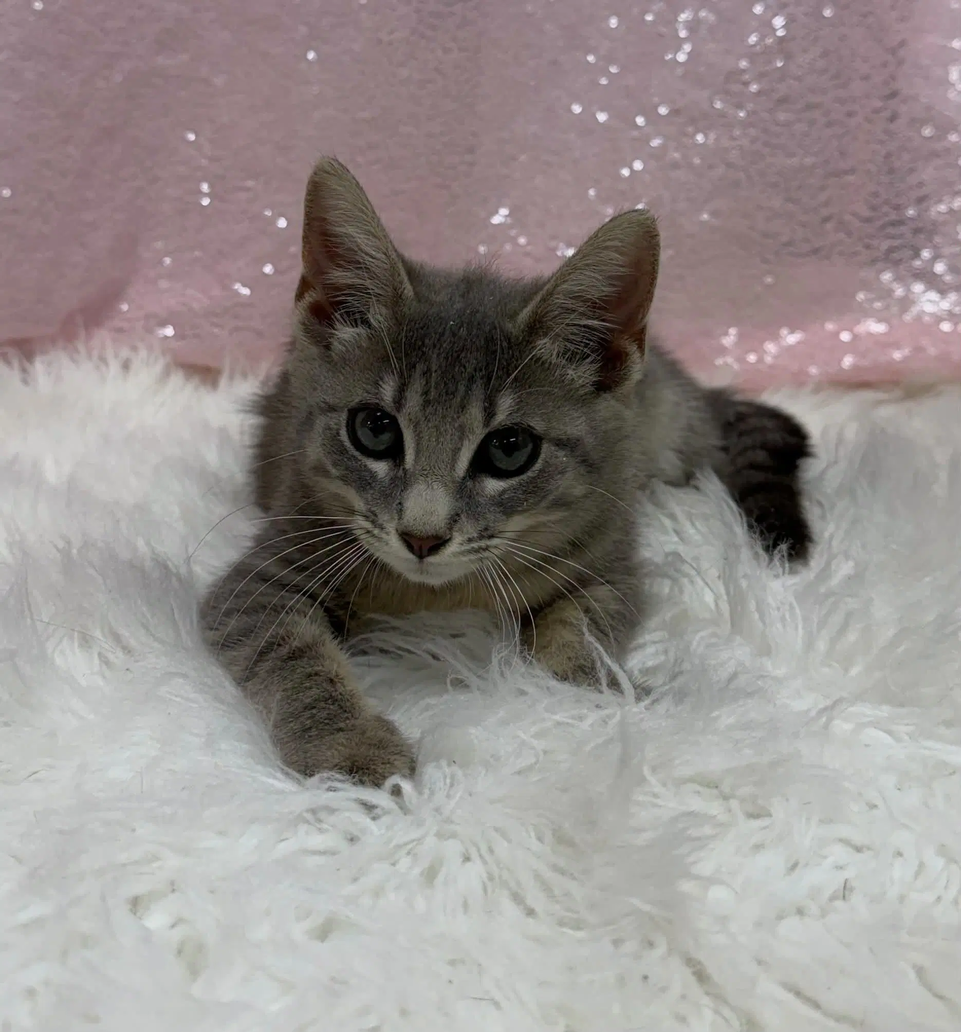 Nevada - Domestic Short Hair