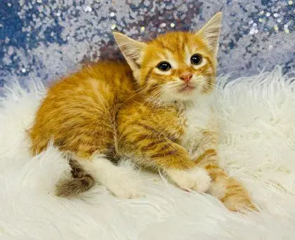Staghorn - Domestic Short Hair
