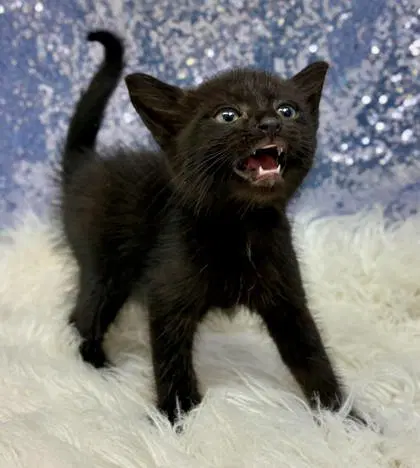 Boston - Domestic Short Hair