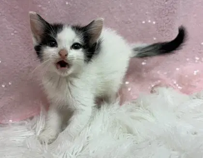 Lady - Domestic Short Hair