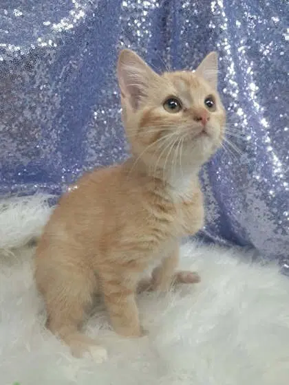 Mclean - Domestic Short Hair