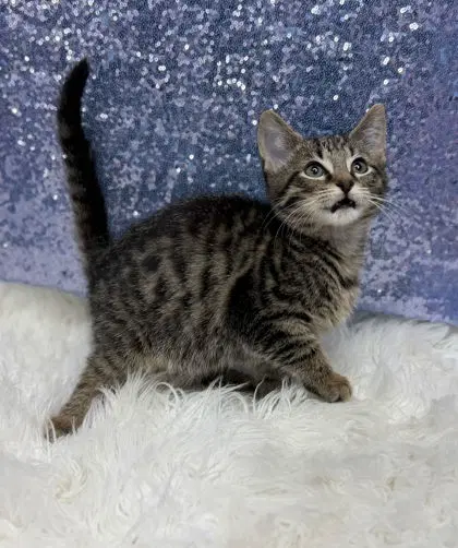 Ajax - Domestic Short Hair