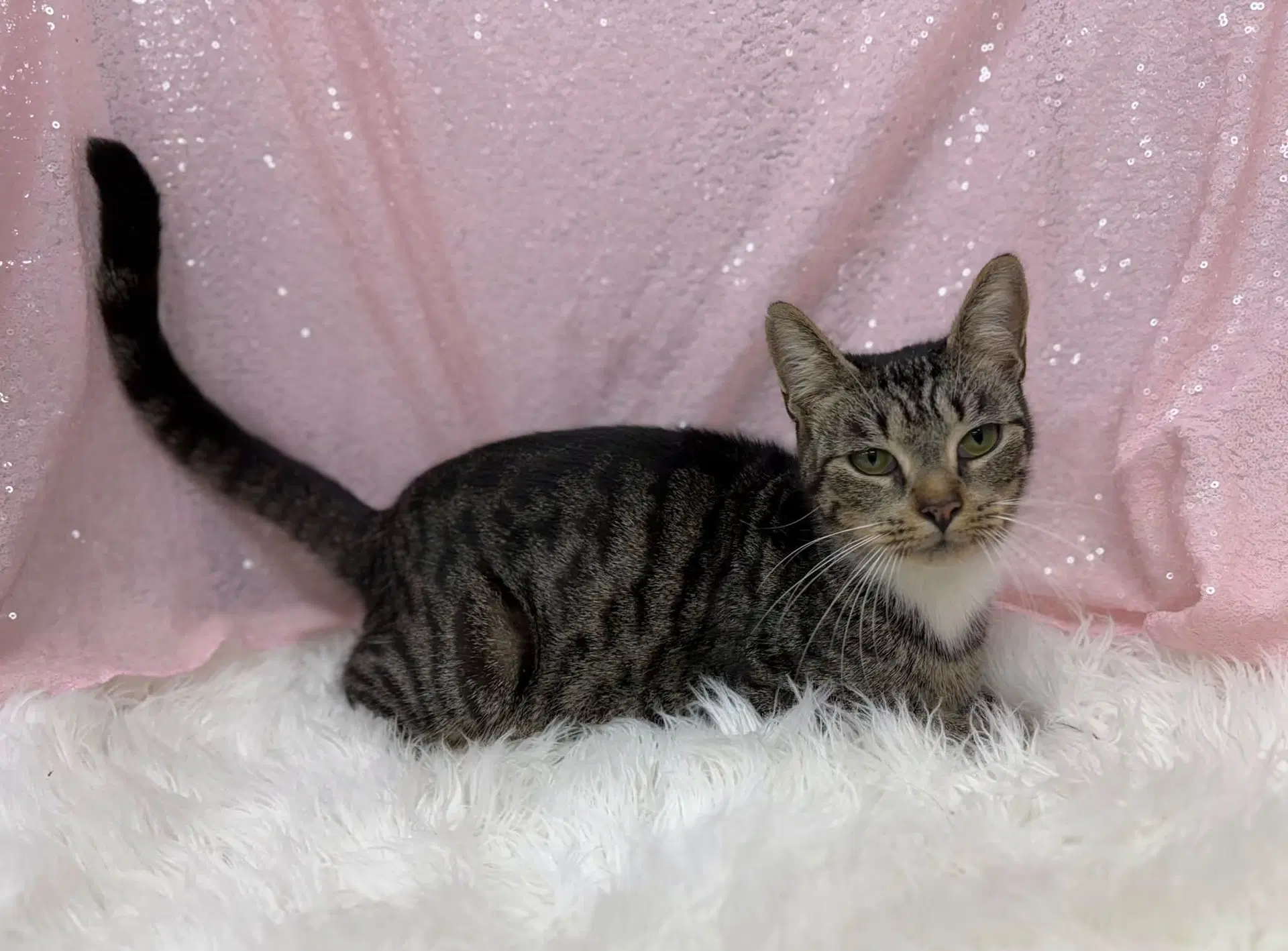 Maya - Domestic Short Hair
