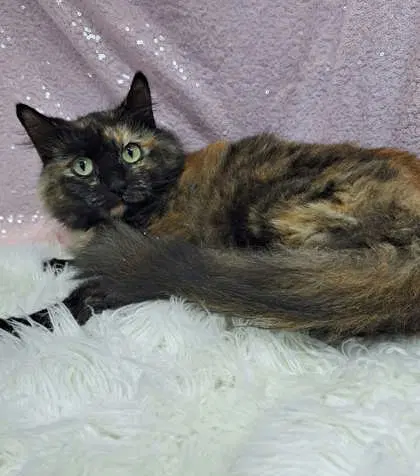 Morgan - Domestic Medium Hair
