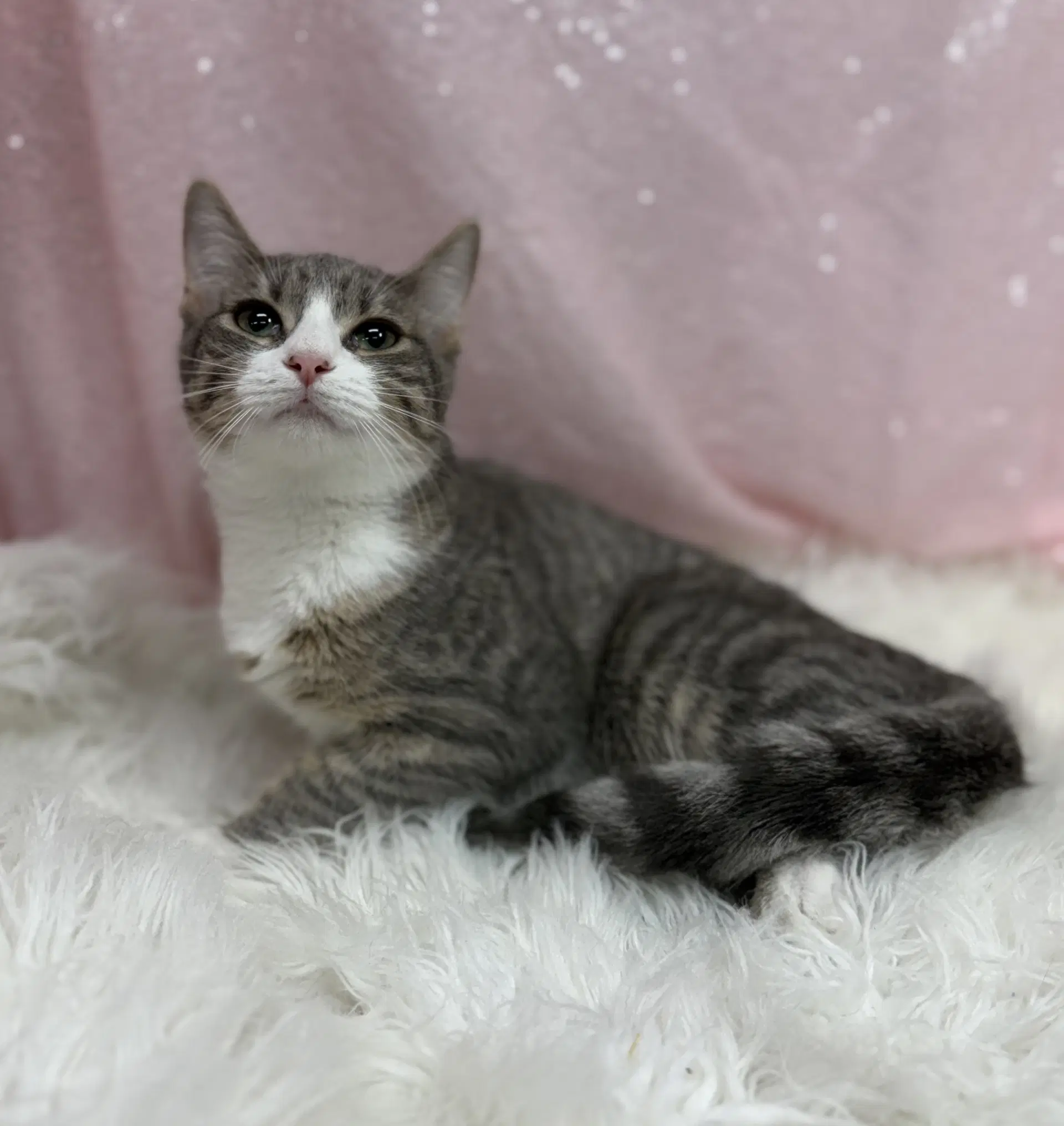Gold Fish - Domestic Short Hair