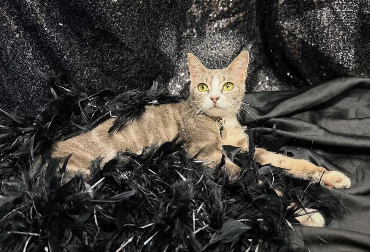 Ramona - Domestic Short Hair