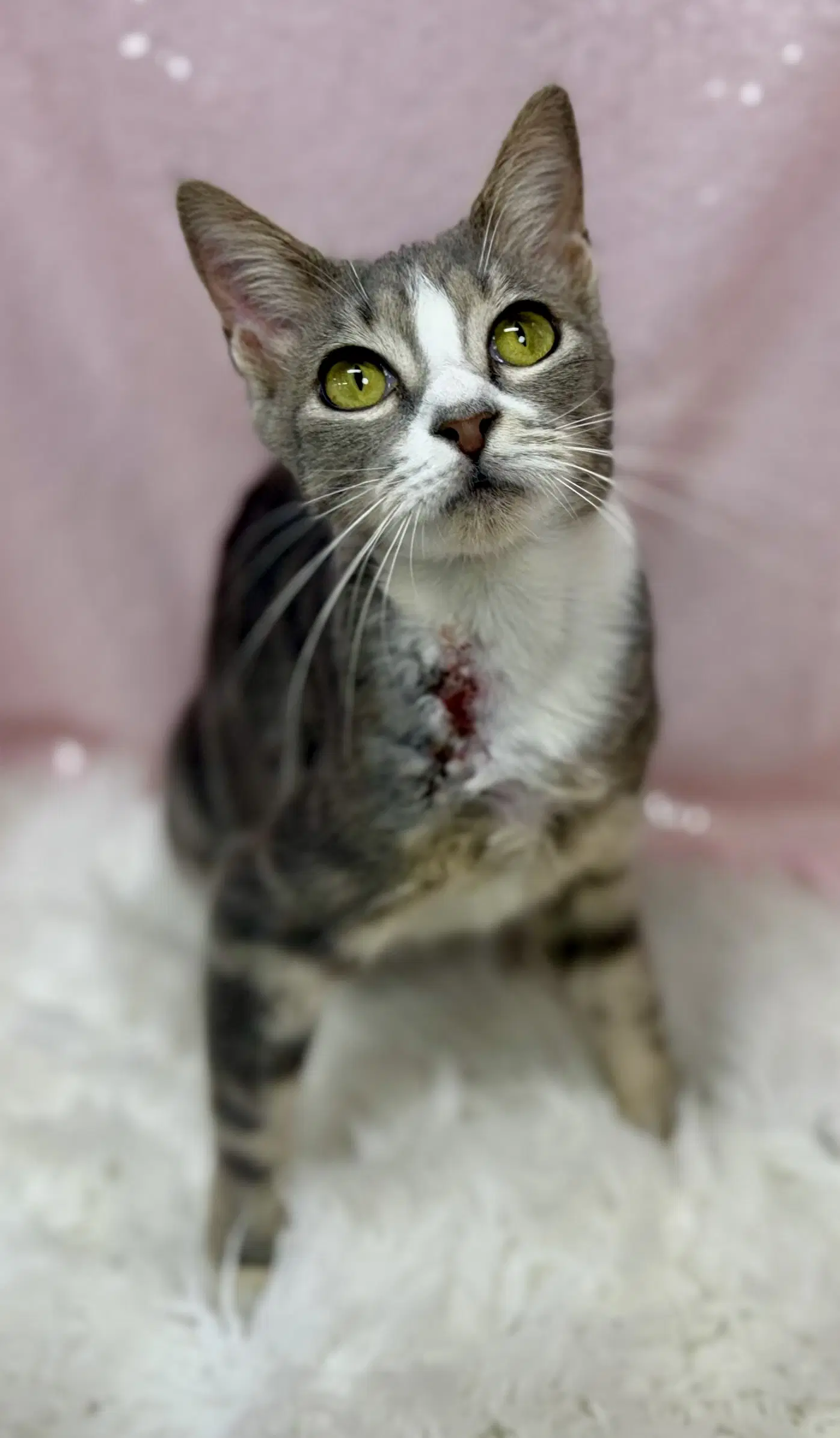 Ramona image 3