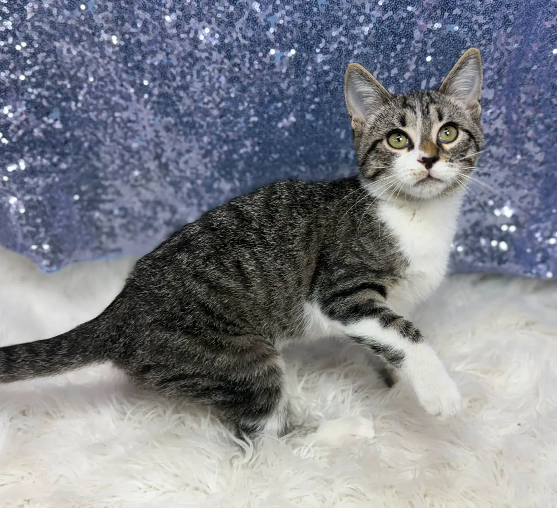 Linden - Domestic Short Hair