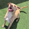 adoptable Dog in rockwall, TX named Ava - $75 Adoption Fee! Diamond Dog!